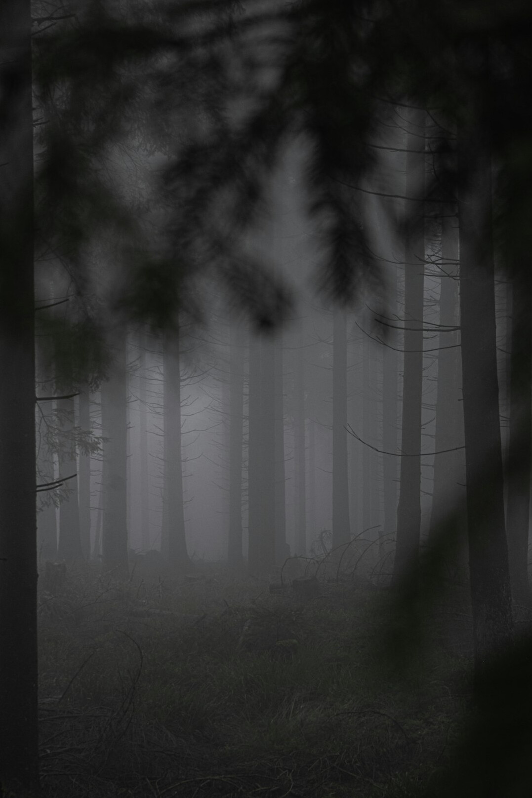 black forest murder mystery
