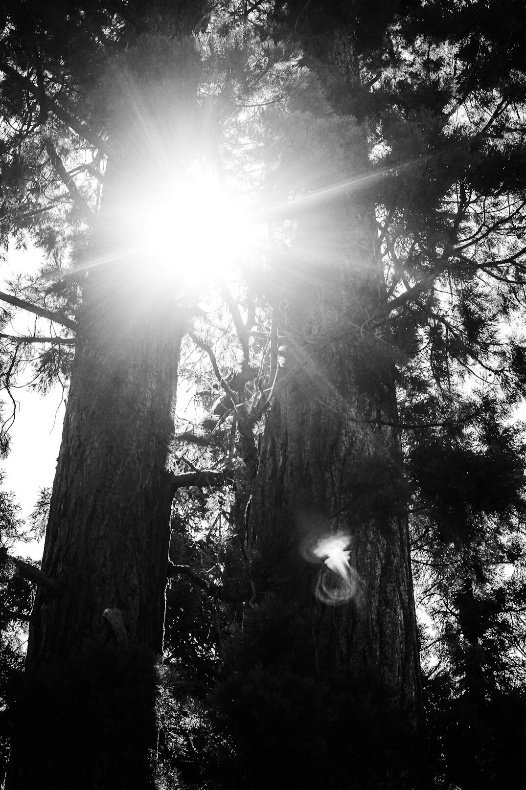 ancient black forest