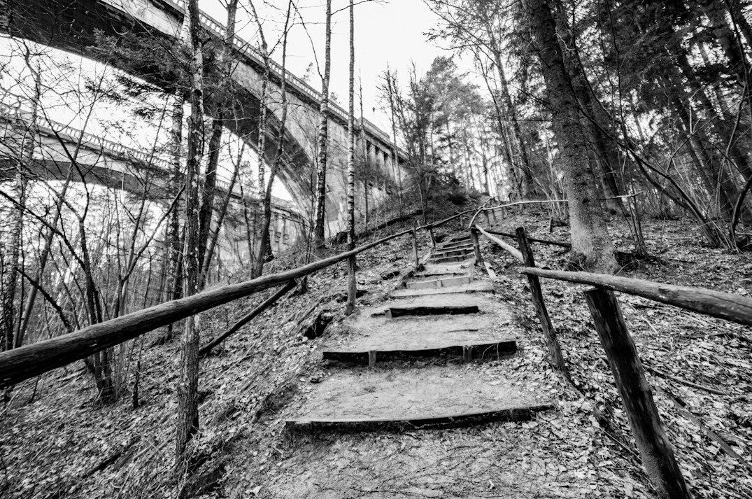 black forest path